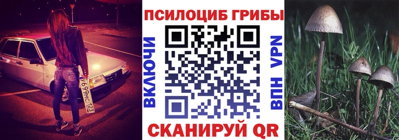 как найти закладки  Благодарный  Псилоцибиновые грибы Psilocybine cubensis 